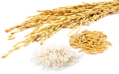 Rice