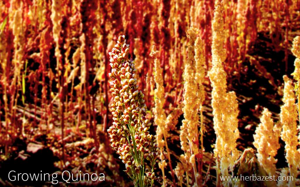 Growing Quinoa