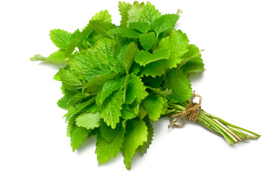 Lemon Balm
