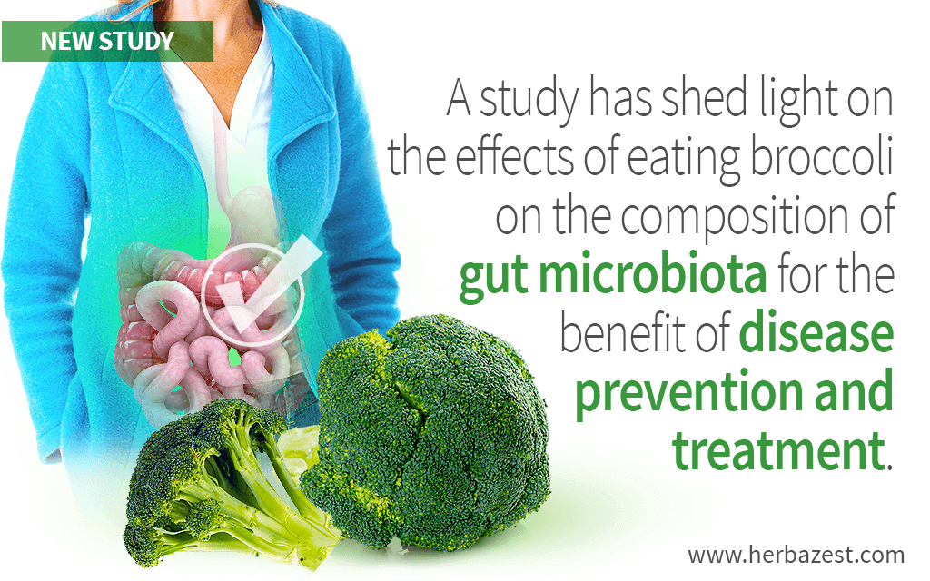 Broccoli Found Capable of Influencing Gastrointestinal Microbiota