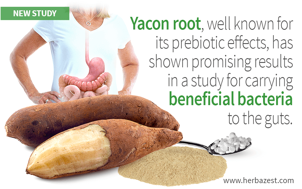 Yacon root, well known for its prebiotic effects, has shown promising results in a study for carrying beneficial bacteria to the guts.