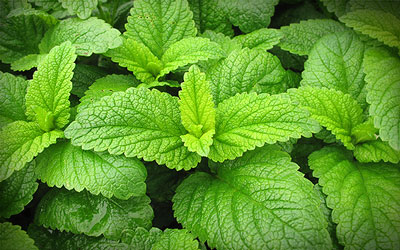 Lemon Balm Leaves