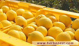 Lemon  HerbaZest