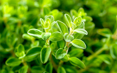 Growing Oregano