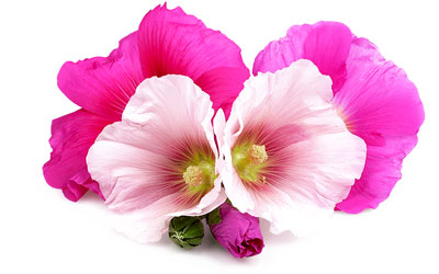 Marsh Mallow
