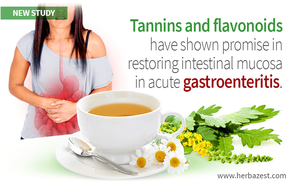 Tannins and Flavonoids May Restore Intestinal Mucosa in Acute Gastroenteritis