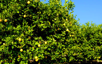 Growing Lemons