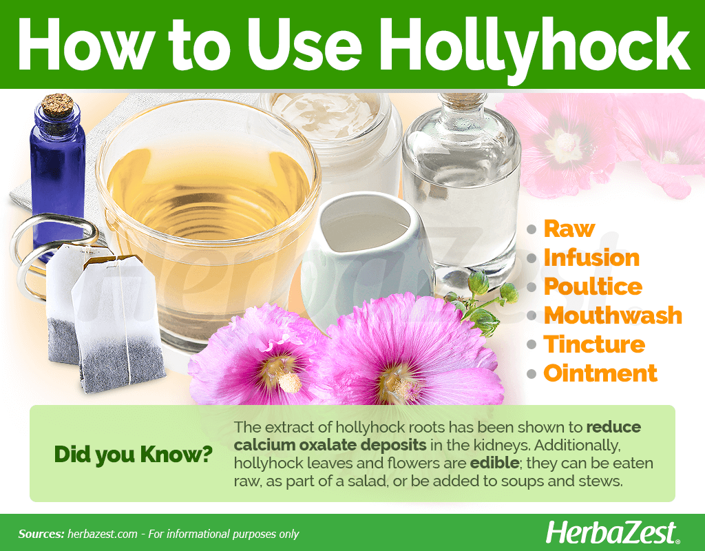 How to Use Hollyhock