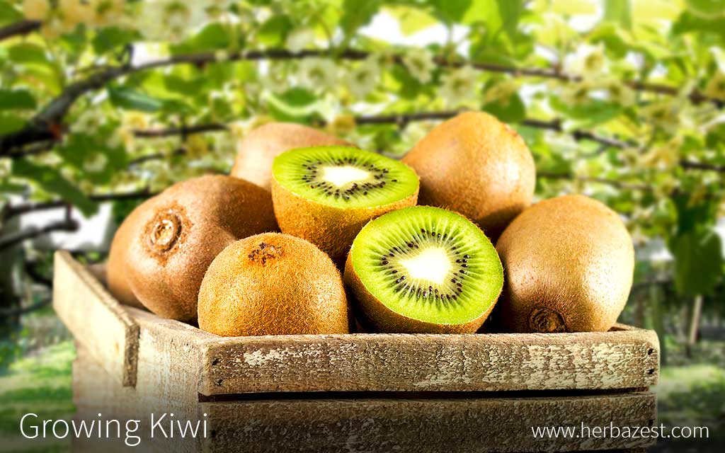 Growing Kiwi
