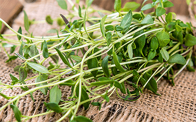 El tomillo se asocia con mejoras en la cognición, el ánimo y el sueño