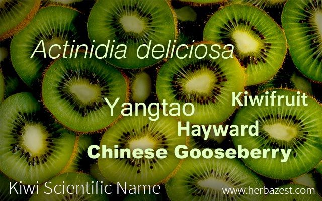 Kiwi Scientific Name