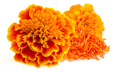 Marigold