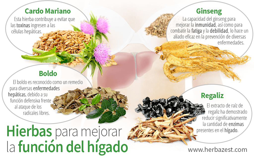 Hierbas para mejorar la función del hígado