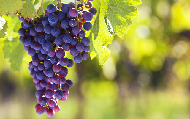 New Study: Resveratrol in Grapes as a Cure for Neurodegenerative Disease