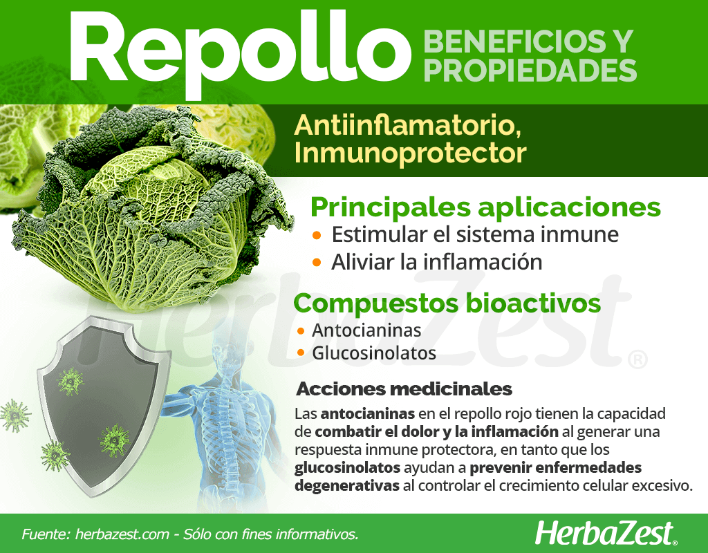 Beneficios y propiedades del repollo