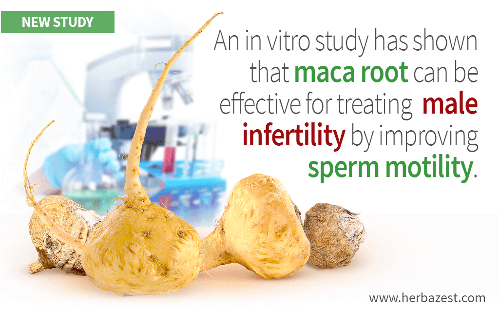 Effectiveness of Maca Root for Men's Fertility Shown by Study