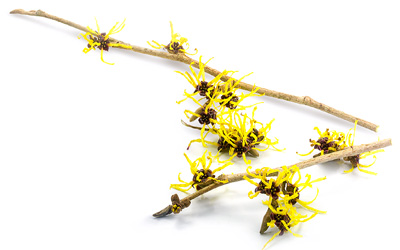 Witch Hazel