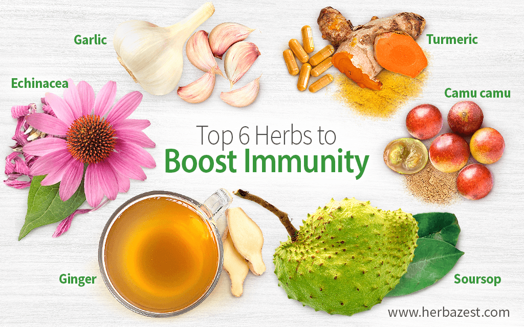Top 6 Herbs to Boost Immunity