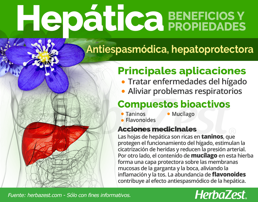 Beneficios y propiedades de la hepática