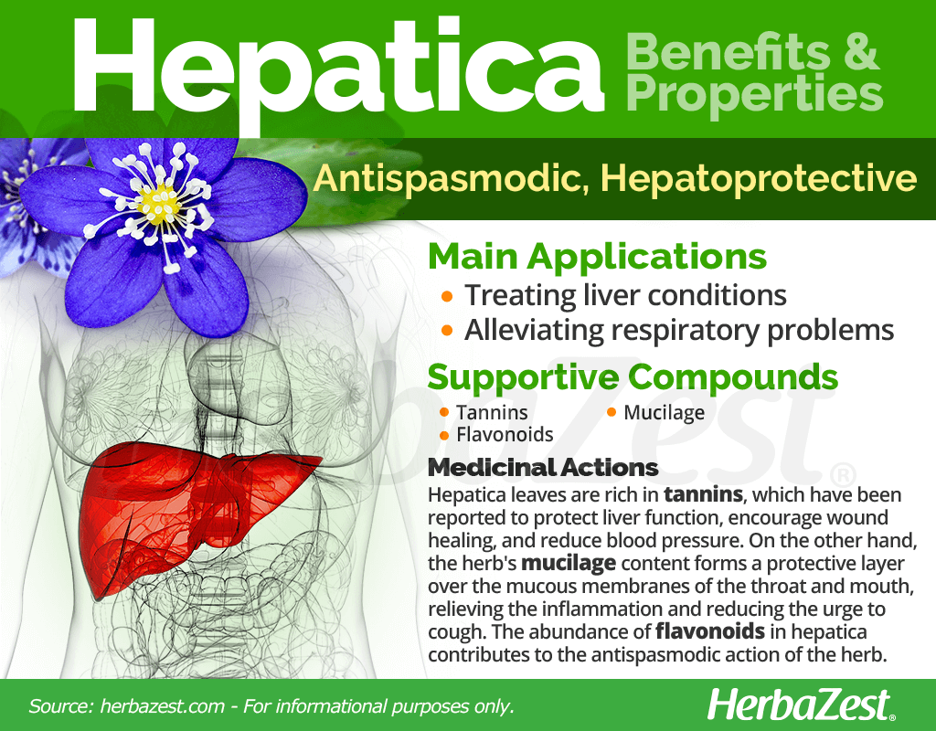 Hepatica Benefits and Properties