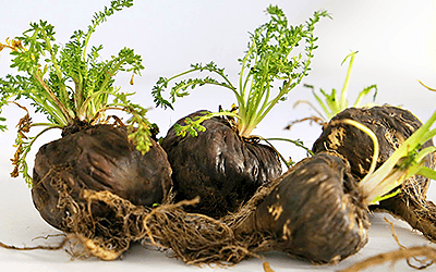 La maca muestra potencial para combatir el daño oxidativo cerebral