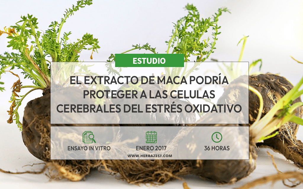 La maca muestra potencial para combatir el daño oxidativo cerebral