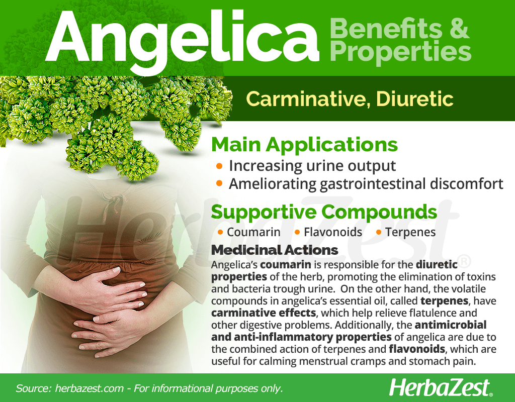 Angelica Benefits and Properties