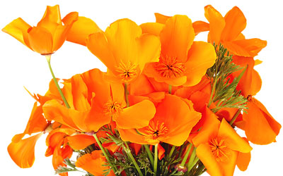 California Poppy