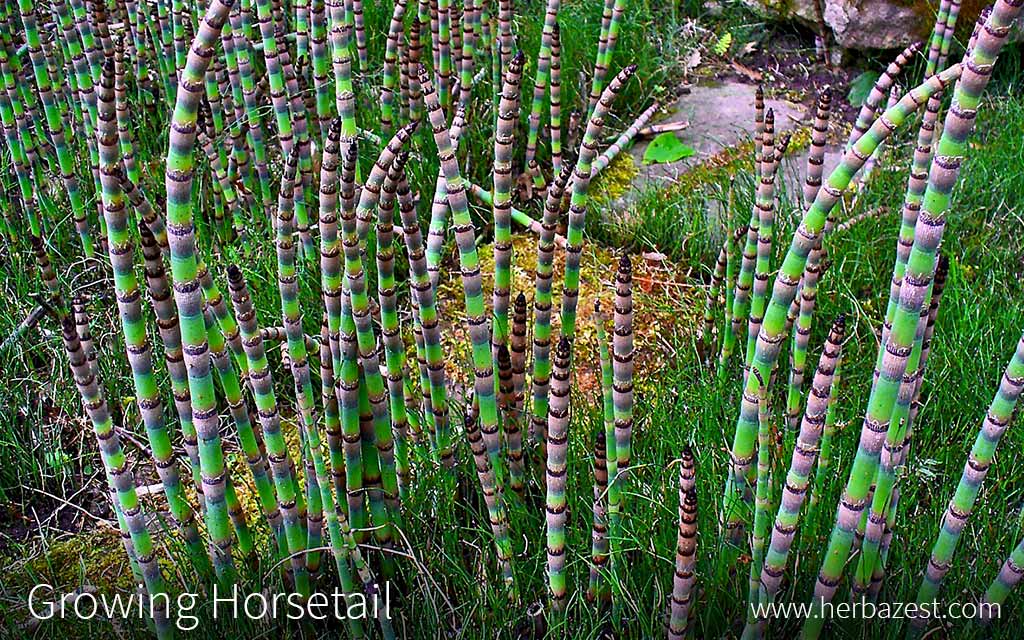Growing Horsetail