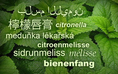 Lemon Balm Names