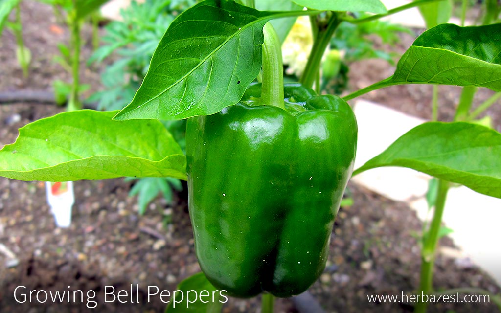 Growing Bell Pepper
