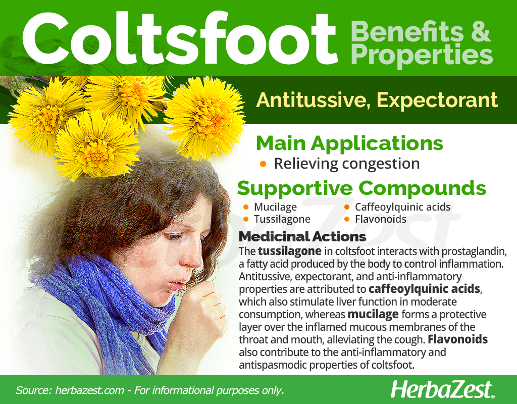Coltsfoot Benefits and Properties