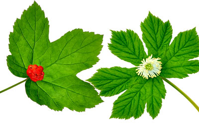 Garlic Tincture for Ear Infections | HerbaZest