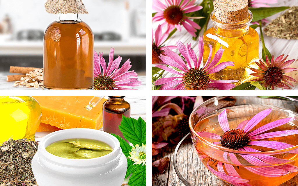 Echinacea Remedies HerbaZest