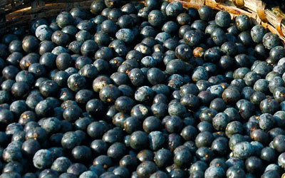 Acai