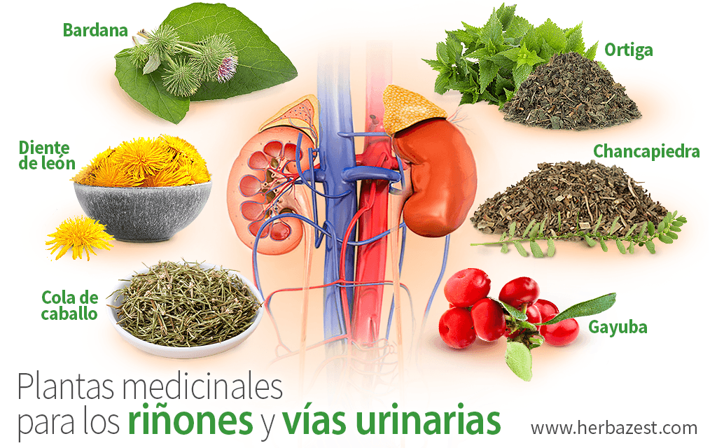 Plantas medicinales para los riñones y vías urinarias