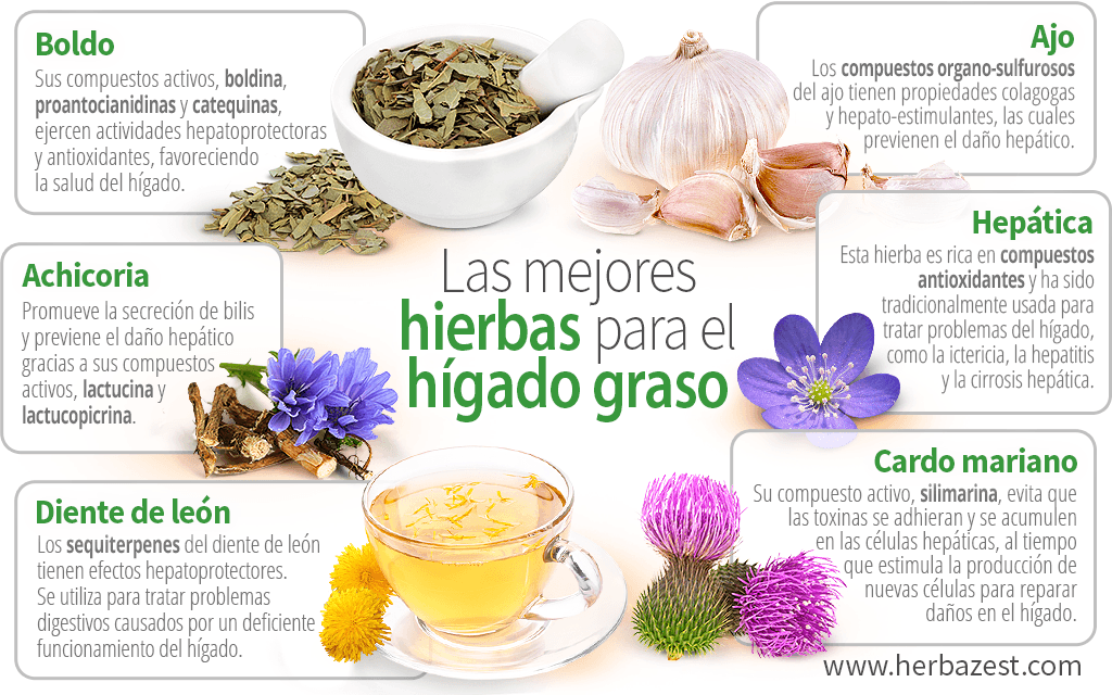 Las mejores hierbas para el hígado graso | HerbaZest