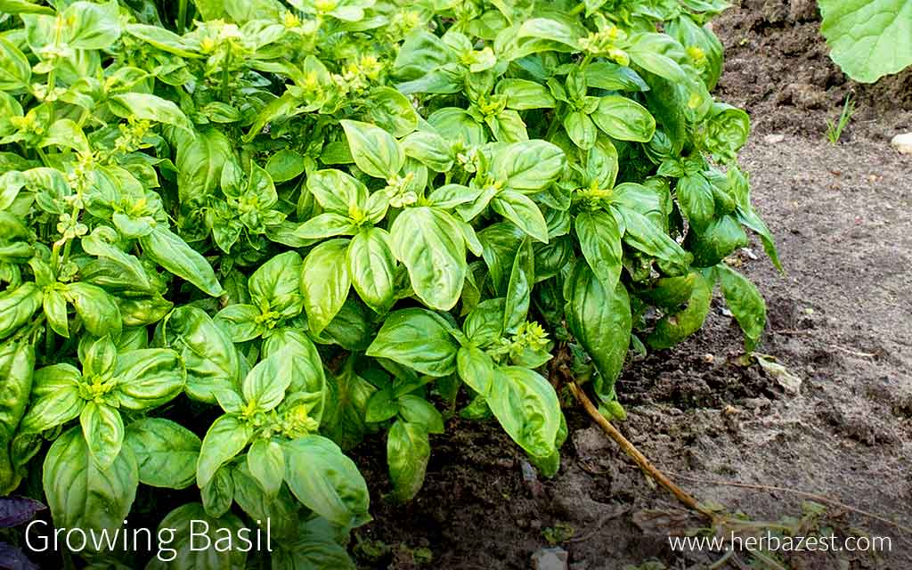 Growing Basil