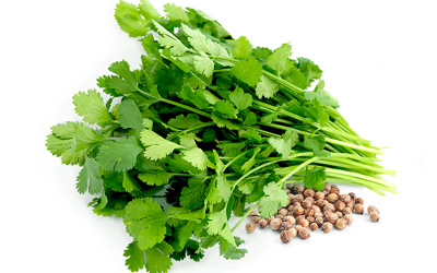 Cilantro