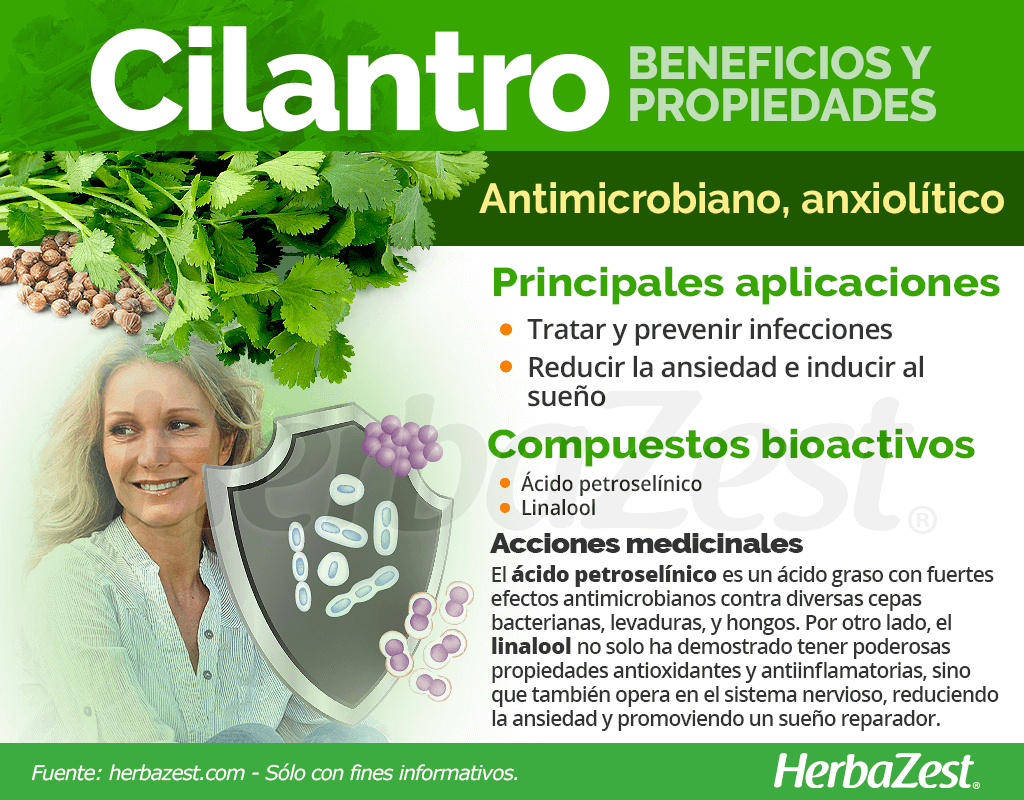 Beneficios y propiedades del cilantro