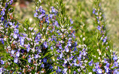 Growing Rosemary