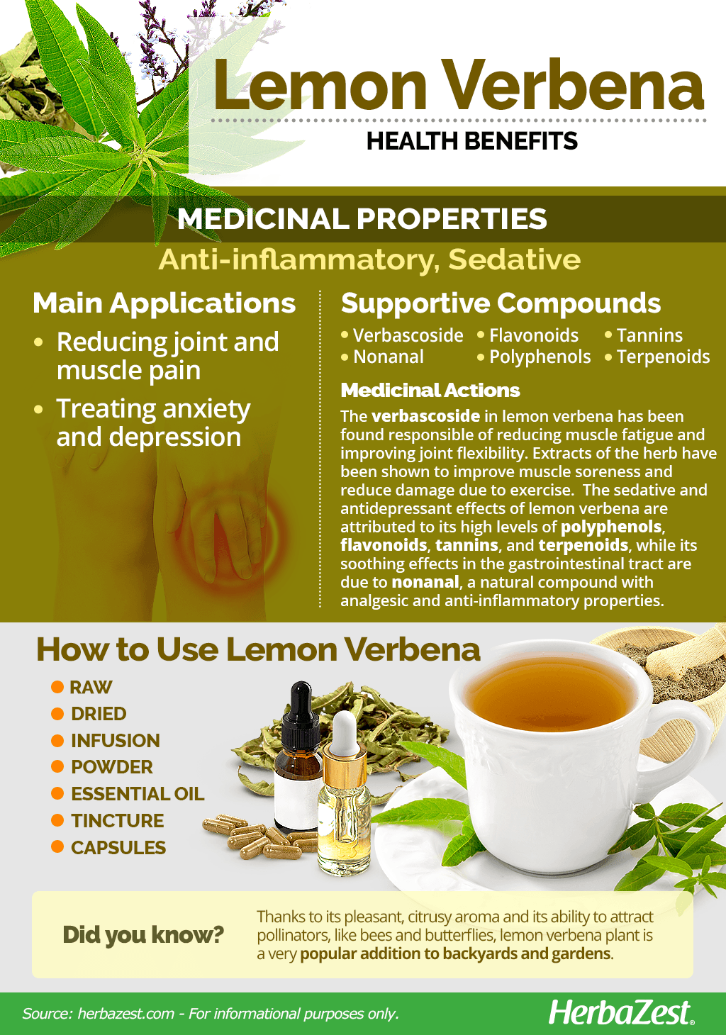 Lemon Verbena Essential Oil Uses and Benefits