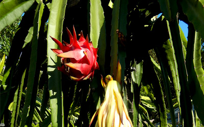 Growing Dragon Fruit