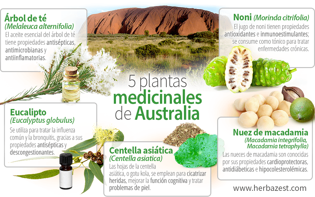 5 plantas medicinales de Australia