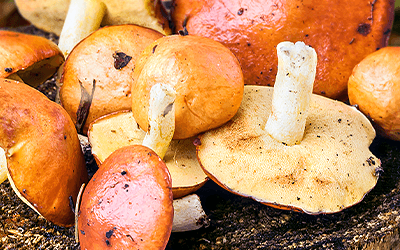 Suillin from Slippery Jack Mushroom Shows Promise for Brain Health