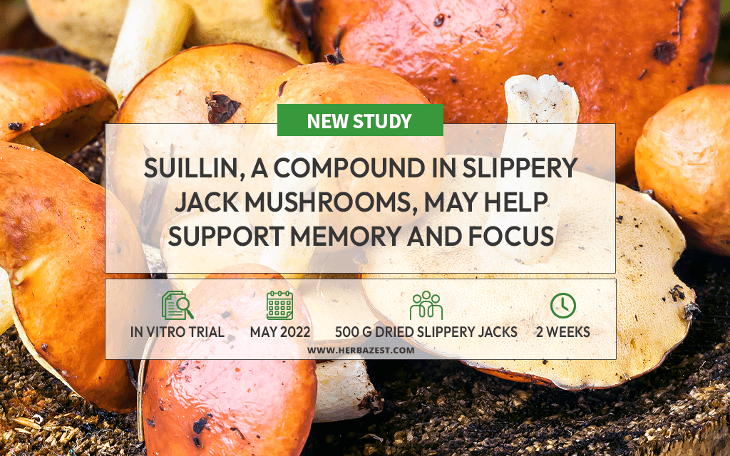 Suillin from Slippery Jack Mushroom Shows Promise for Brain Health