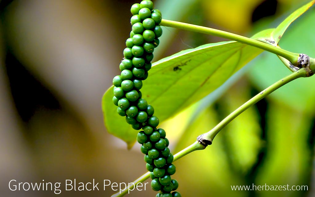 Growing Black Pepper