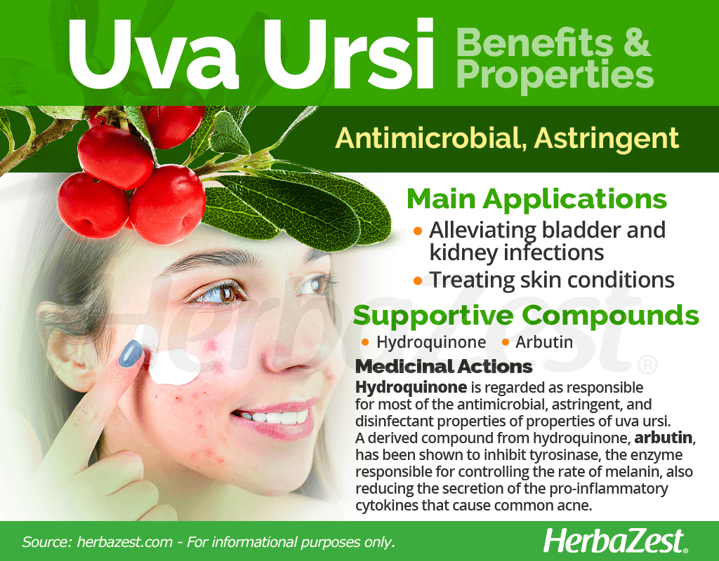 Uva Ursi Benefits and Properties