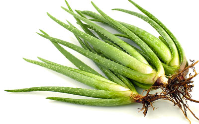 Aloe
