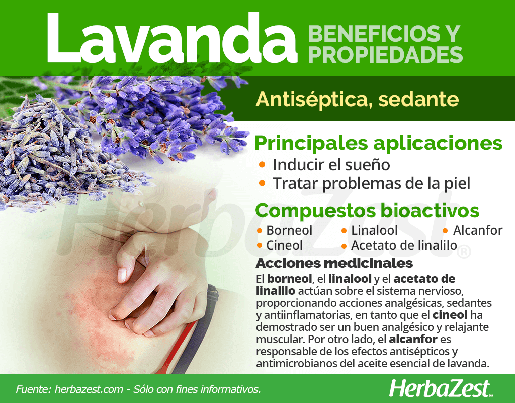 Para qué sirve el aceite esencial de lavanda? Usos y propiedades